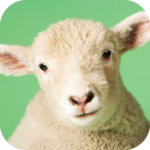 Sheep Sounds APK