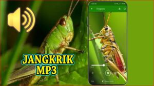 Suara Jangkrik Mp3 Offline MOD APK for Android Download
