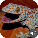 Gecko Sounds APK