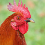 Rooster Sounds - Morning Alarm APK