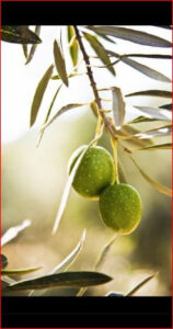 How to Grow Olive Trees APK for Android Download
