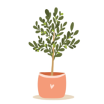 How to Grow Olive Trees APK